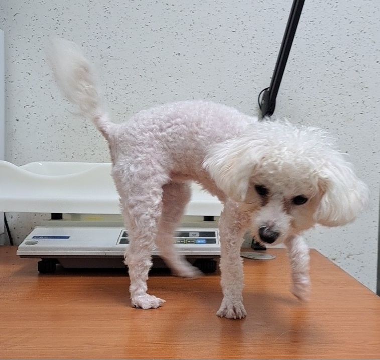푸들 이미지 파일 입니다.